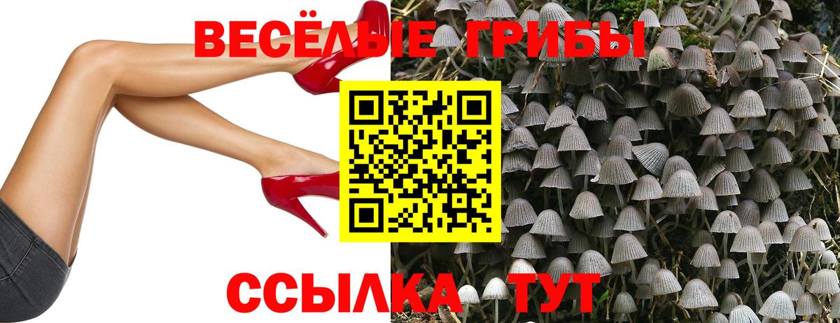 Галлюциногенные грибы Psilocybine cubensis Луховицы